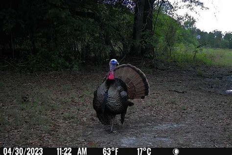 2 Day Eastern Wild Turkey Hunt Archery Arlington Ga Huntanywhere