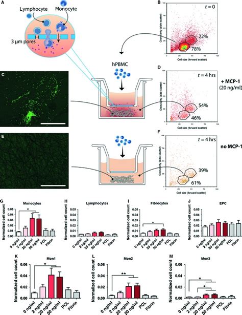 Chemotaxis Assays Revealed Enhanced Migration Of Mon1 And Mon2 Subsets