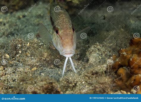 The Striped Red Mullet Or Surmullet Mullus Surmuletus Fromthe Adriatic