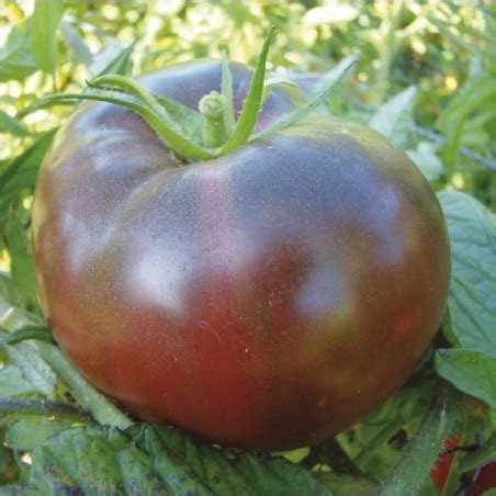 Tomate Noire De Crim E Bio Graine De Tomate Magellan Bio