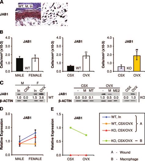 The Effects Of Sex Steroids And Mif On Wound Jab1 Expression