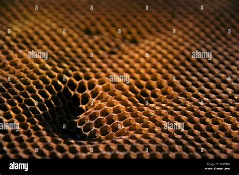 Honeycomb cell honeycomb cells hi-res stock photography and images - Alamy