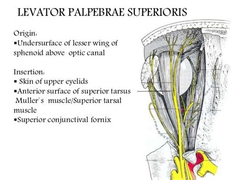 Extra Ocular Muscles Ppt