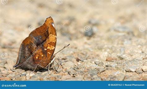 Beautiful Butterfly Autumn Leaf Doleschallia Bisaltide Stock Photo