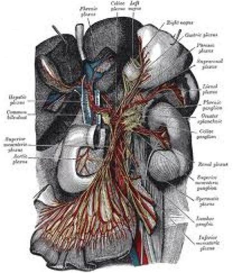 The Solar Plexus - Man's Abdominal Brain | Celiac plexus, Plexus products, Celiac artery