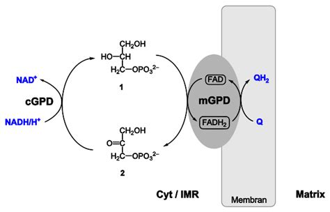 Glycerin Phosphat Shuttle