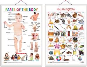 Go Woo Pack Of Parts Of The Body And Telugu Alphabet Telugu