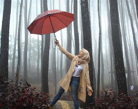 Hutan Pinus Mangunan Jogja Bantul Imogiri Yogyakarta