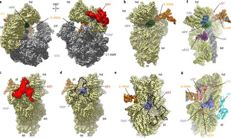 Cryo Em Structure Of The Hibernating 70s Ribosome A E Different Download Scientific Diagram