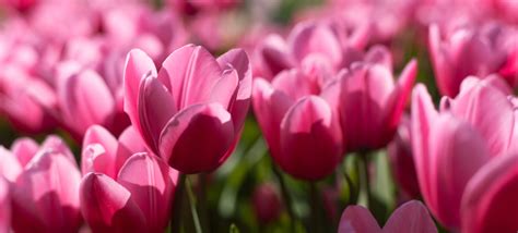J. Parker's - Garden Plants & Bulbs