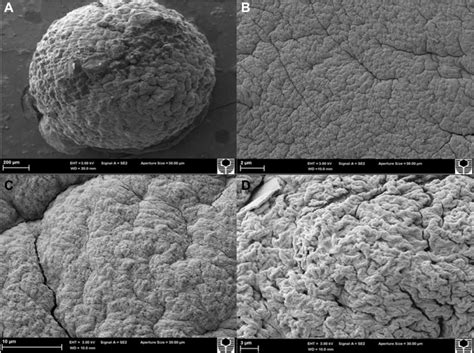 Scanning Electron Micrographs Notes Sodium Alginate Microcapsule At