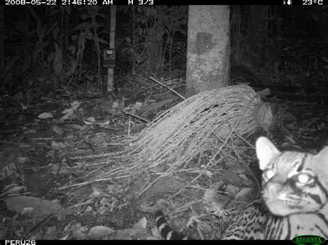 Ocelot This Ocelot Leopardus Pardalis Was Photographed I Flickr