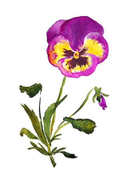 Premium Vector Pansy Flower Illustration Violet Purple Pansies Bloom