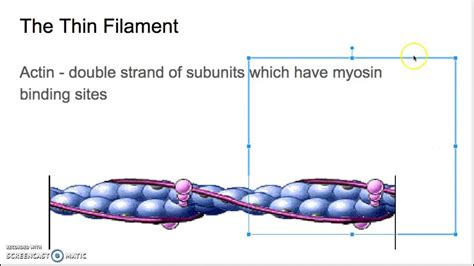 11 Ip Sliding Filament Theory Youtube