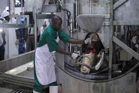 Abattoir De Port Bou T La Nouvelle Salle Dabattage Op Rationnelle