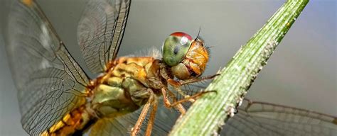 Dragonfly Wings Can Rip Apart Bacteria Without Antibiotics : ScienceAlert