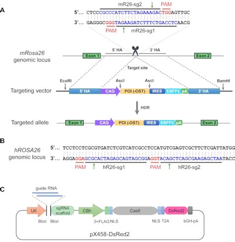 Crisprcas9 Based Genome Editing Toolbox For Arabidopsis 58 Off