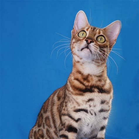 Bengal Cat Personality Ashmiyah Bengal Cats