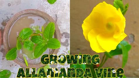 How To Grow Allamanda Vine Golden Trumpet Vine From Cutting 100