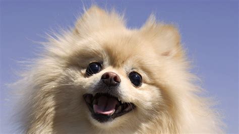 Pomeranian Wallpapers Wallpaper Cave