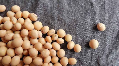 Which Are The Top 10 Soybean Varieties Grown In India