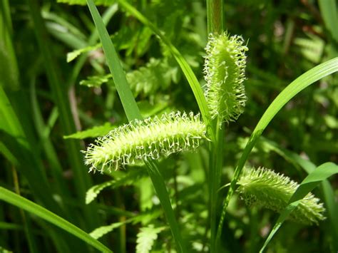 Bottlebrush Sedge Perhaps Carex Comosa Fond Du Lac Co Wi Flickr