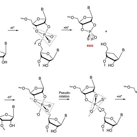 Cleavage of phosphoesters following a concerted (a), associative (b) or ...