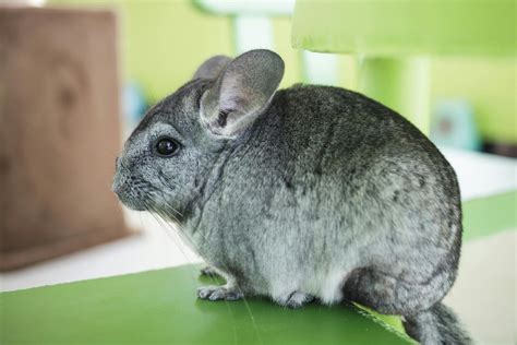 Bloating in Chinchillas - Symptoms, Causes, Diagnosis, Treatment, Recovery, Management, Cost