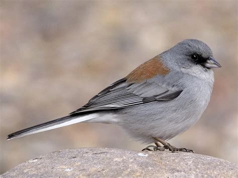 Dark-eyed Junco - NestWatch