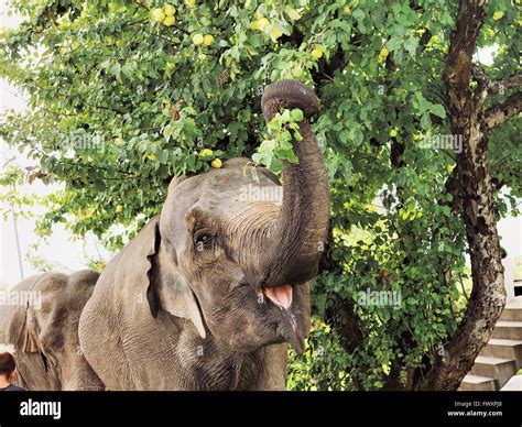 Elephant Eating Leaves High Resolution Stock Photography And Images Alamy