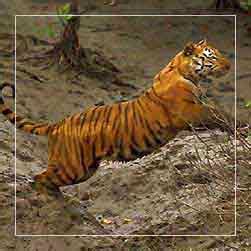 Sundarban Tour 2N 3D Sundarban Tour Package 2N 3D Sundarban Package