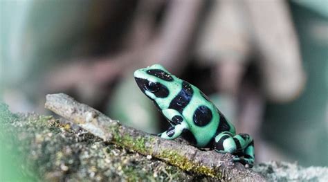 Pin by Erik Pegg on Dendrobatidae | Frog, Animals, Jungle