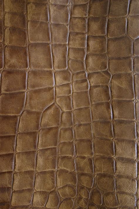 Crocodile Skin Wallpapers Top Free Crocodile Skin Backgrounds