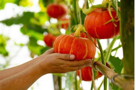 Expert Tips For Growing Pumpkins Vertically Ultimate Backyard