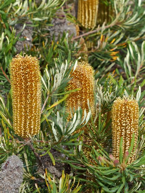 Banksia Spinulosa Golden Candles Golden Candles Banksia Information