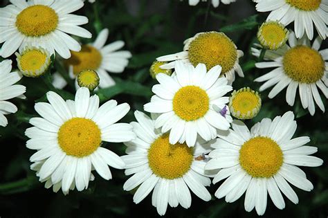 White Mountain Shasta Daisy (Leucanthemum x superbum 'White Mountain') in Richmond Fairfax ...