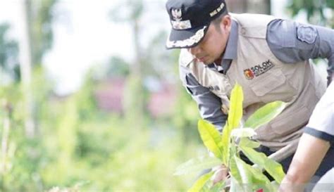 Pemkot Solok Tanam Pohon Bintaro Untuk Hijaukan Kota Koran Jakarta