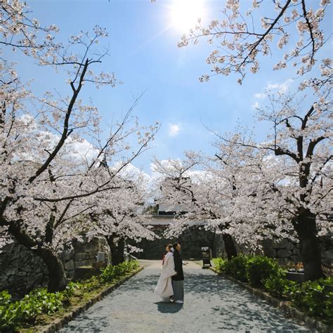 🌸お花見シーズン🌸 スタジオan 福岡 前撮り・フォトウェディング