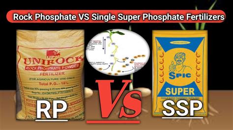 Rock Phosphate Vs Single Super Phosphate Fertilizer Youtube