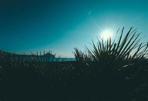 Campo Herboso Con Las Plantas Cerca Del Mar Con El Brillo Del Sol Y De