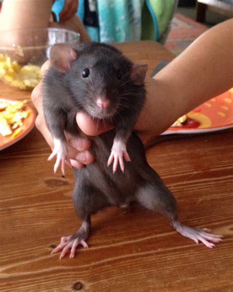 Funny Rats Cute Rats Animals Bugs Cute Animals Rats Mignon Dumbo