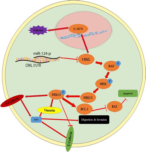 Frontiers Mir P Suppresses The Invasiveness And Metastasis Of