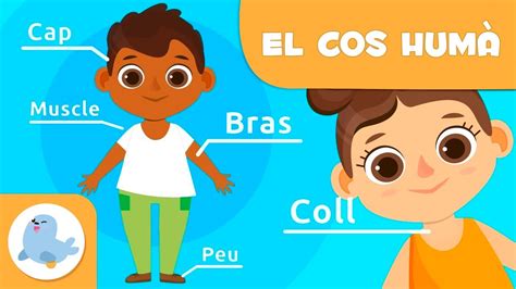 Les parts del cos humà per a nens Vídeos educatius per a nens en