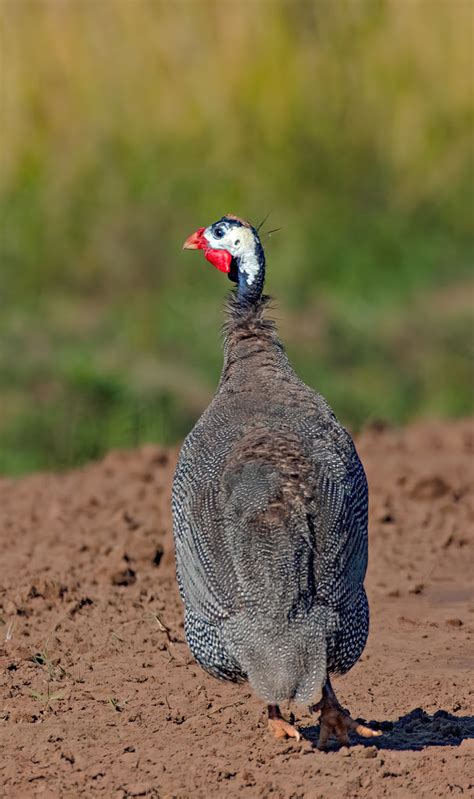 Gallina de guinea Daniel Colmeña Flickr