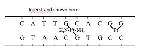 Lecture 5 Protein Degradation And Trafficking Flashcards Quizlet