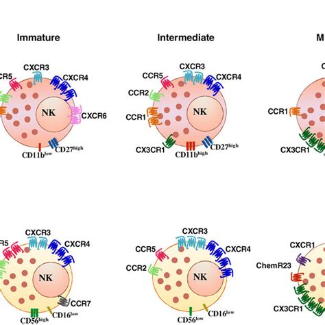 Chemokine Receptor Expression By Nk Cells And Their Respective