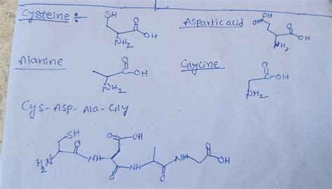 Solved Draw The Structure Of Each Of The Following Peptides A