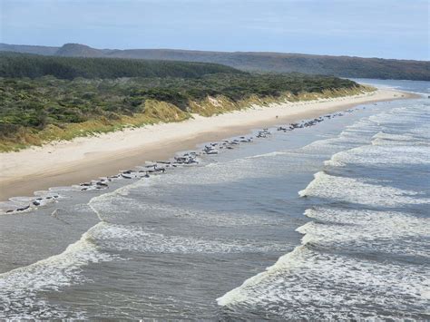 Australia Says About 230 Pilot Whales Stranded In Tasmania Half Feared