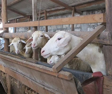 Cara Sukses Ternak Kambing Modern PORTAL AGRIBISNIS INDONESIA