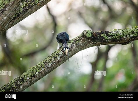 Oriental Pied Hornbill, Singapore Stock Photo - Alamy